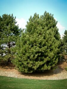 Сосна Чёрная (Pinus Nigra) купить по цене от 270.00р. в интернет-магазине «Посадика» с доставкой почтой в в Кохмае и по всей России – [изображение №1].