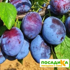 Слива Чачакская ранняя купить по цене от 229.00р. в интернет-магазине «Посадика» с доставкой почтой в в Кохмае и по всей России – [изображение №1].