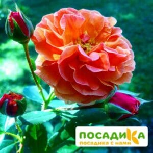 Роза Арабия купить по цене от 350.00р. в интернет-магазине «Посадика» с доставкой почтой в в Кохмае и по всей России – [изображение №1].