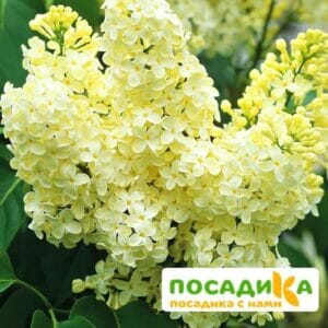 Сирень Примроуз (Primrose) купить по цене от 529.00р. в интернет-магазине «Посадика» с доставкой почтой в в Кохмае и по всей России – [изображение №1].