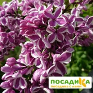 Сирень Сенсация купить по цене от 529.00р. в интернет-магазине «Посадика» с доставкой почтой в в Кохмае и по всей России – [изображение №1].