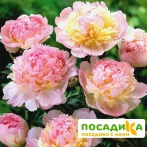 Пион Распберри Сандей (Paeonia Raspberry Sundae) купить по цене от 959р. в интернет-магазине «Посадика» с доставкой почтой в в Кохмае и по всей России – [изображение №1].