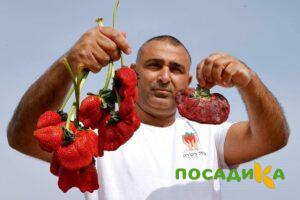 Клубника Гигант Джорнея купить по цене от 266р. в интернет-магазине «Посадика» с доставкой почтой в в Кохмае и по всей России – [изображение №1].