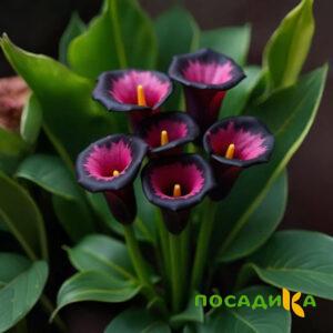 Калла Аура Лейс купить по цене от 400р. в интернет-магазине «Посадика» с доставкой почтой в в Кохмае и по всей России – [изображение №1].