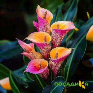 Калла Оникс купить по цене от 450р. в интернет-магазине «Посадика» с доставкой почтой в в Кохмае и по всей России – [изображение №1].