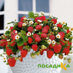 Клубника Рубиновый Шепот (горшечная) купить по цене от 240р. в интернет-магазине «Посадика» с доставкой почтой в в Кохмае и по всей России – [изображение №1].