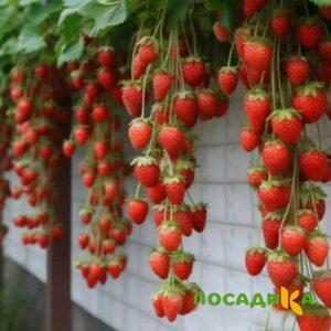 Клубника вьющаяся Комплимент купить по цене от 470р. в интернет-магазине «Посадика» с доставкой почтой в в Кохмае и по всей России – [изображение №1].