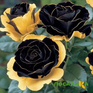 Роза Ханни Сикл купить по цене от 700р. в интернет-магазине «Посадика» с доставкой почтой в в Кохмае и по всей России – [изображение №1].