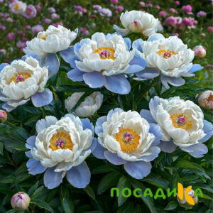 Пион акварельный Этюд купить по цене от 806р. в интернет-магазине «Посадика» с доставкой почтой в в Кохмае и по всей России – [изображение №1].