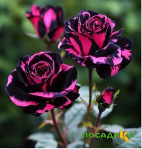 Роза Багровый Шепот купить по цене от 366р. в интернет-магазине «Посадика» с доставкой почтой в в Кохмае и по всей России – [изображение №1].