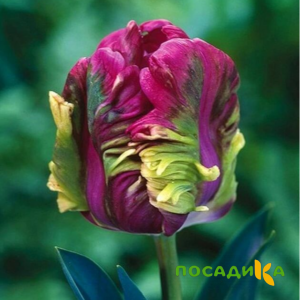 Тюльпан Экзотик Хэвен купить по цене от 186р. в интернет-магазине «Посадика» с доставкой почтой в в Кохмае и по всей России – [изображение №1].